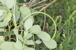 Sicklepod <BR>Coffeeweed